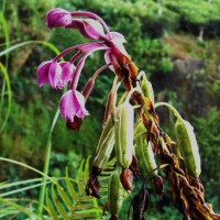 Spathoglottis plicata Blume